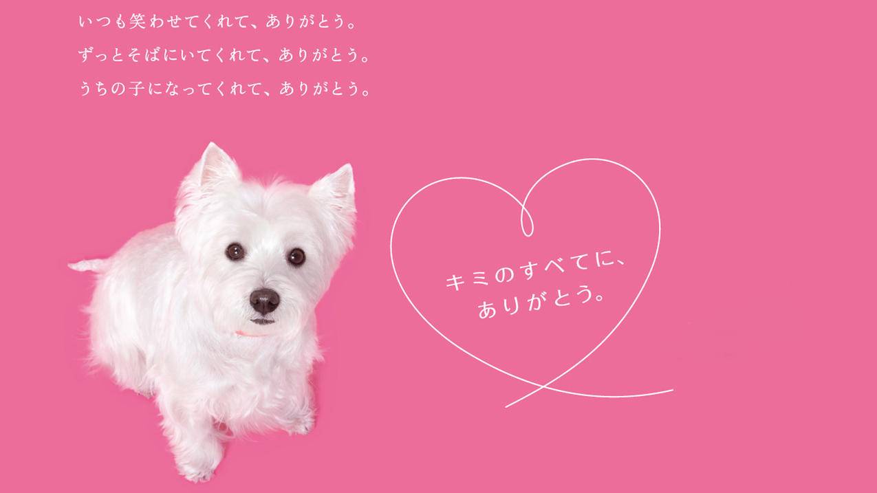 包含业务秒刷网超低价的词条