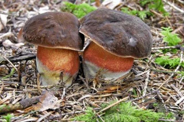 蘑菇代刷网_蘑菇付费分享平台 蘑菇代刷网_蘑菇付费分享平台