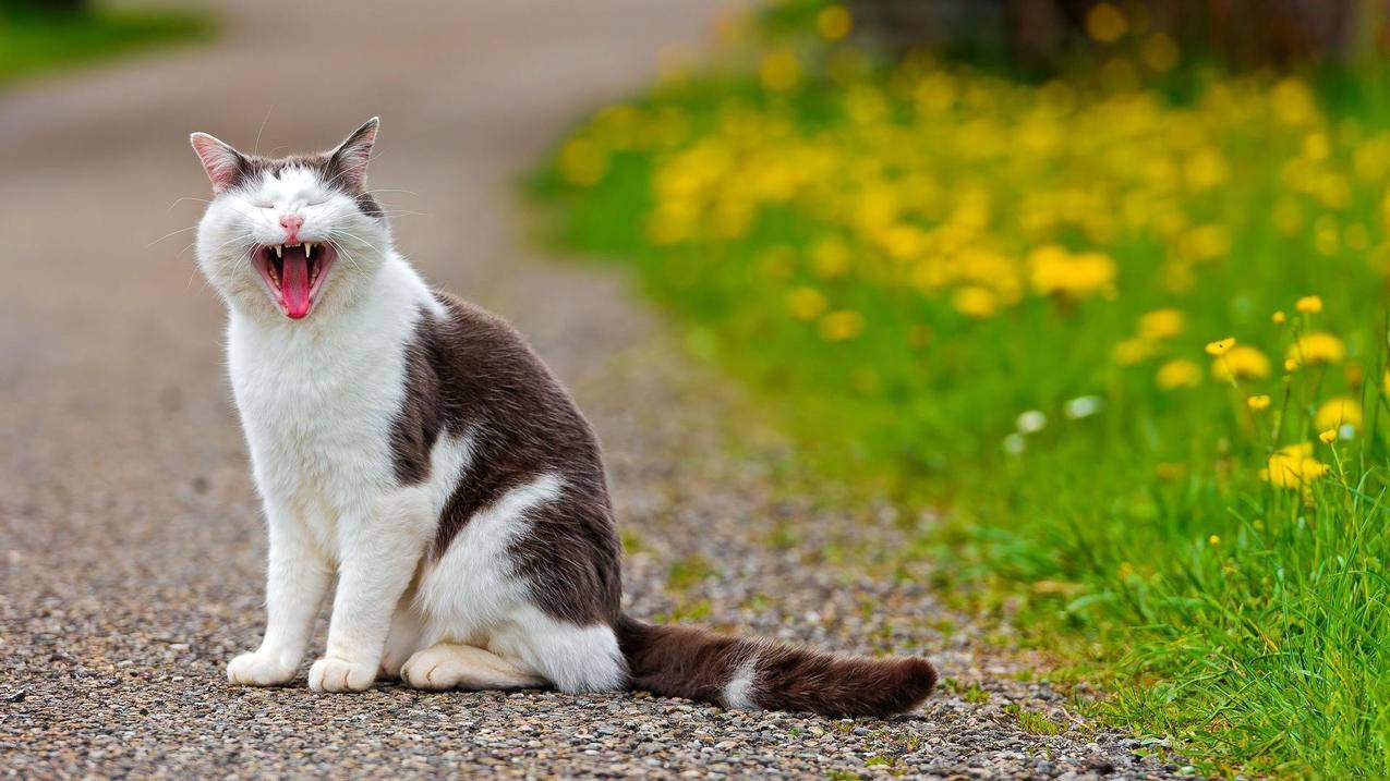 腾族代刷_腾族代刷